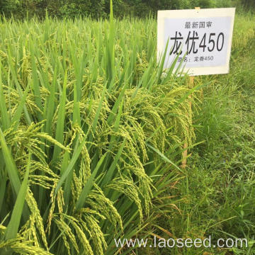 High Quality NON-GMO Rice Seeds